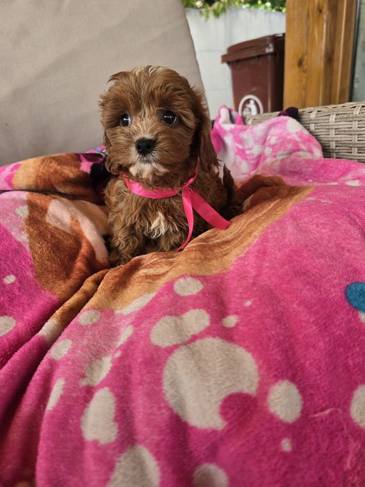 Cavapoo cudowna suczka ciemna