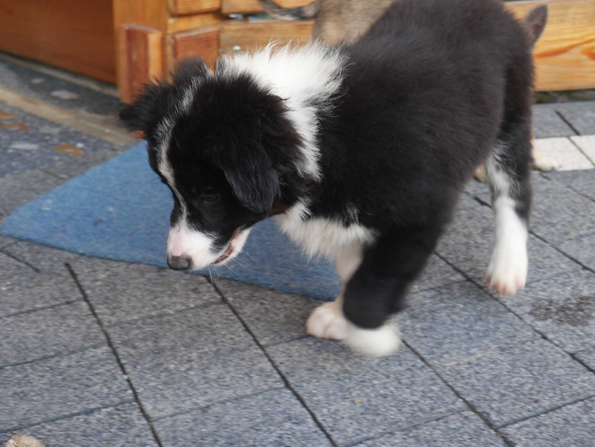 Border Collie - piesek