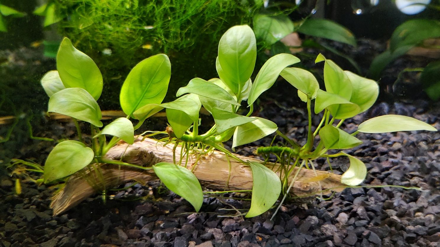 Anubias barteri zaszczepki