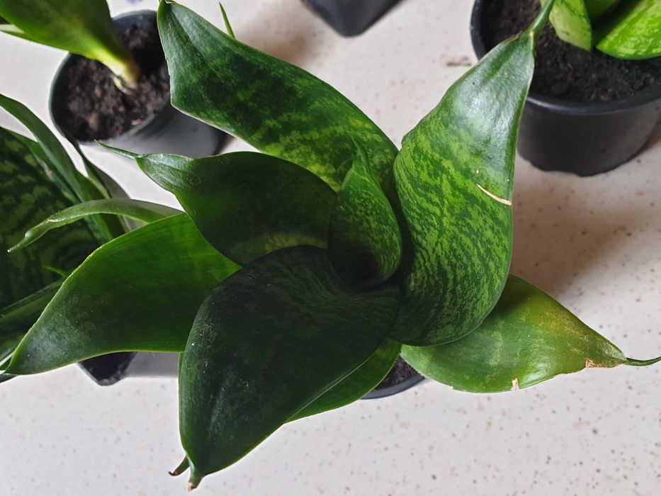 Roślina doniczkowa sansewieria niska