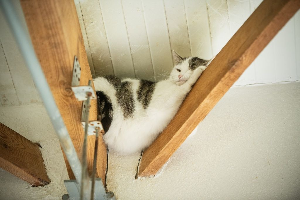 Kotka Dziunia do adopcji!