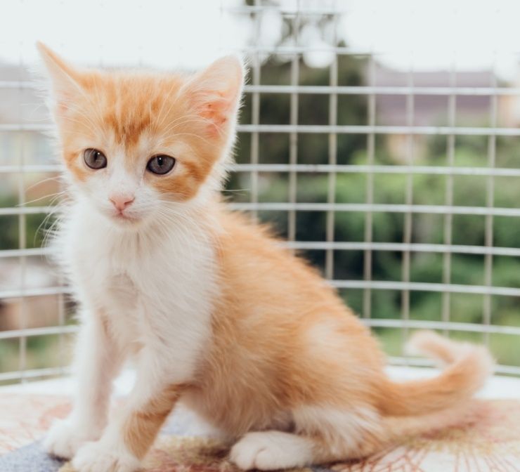 Снежно рыжий котёнок кошеня котеня котик ищет семью дом любовь счастье