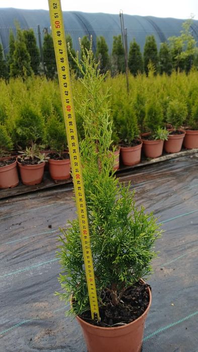 Promocja!! 4,50 zł szt!!Ostatnie sztuki  Tuja szmaragd 60 cm TRANSPOR