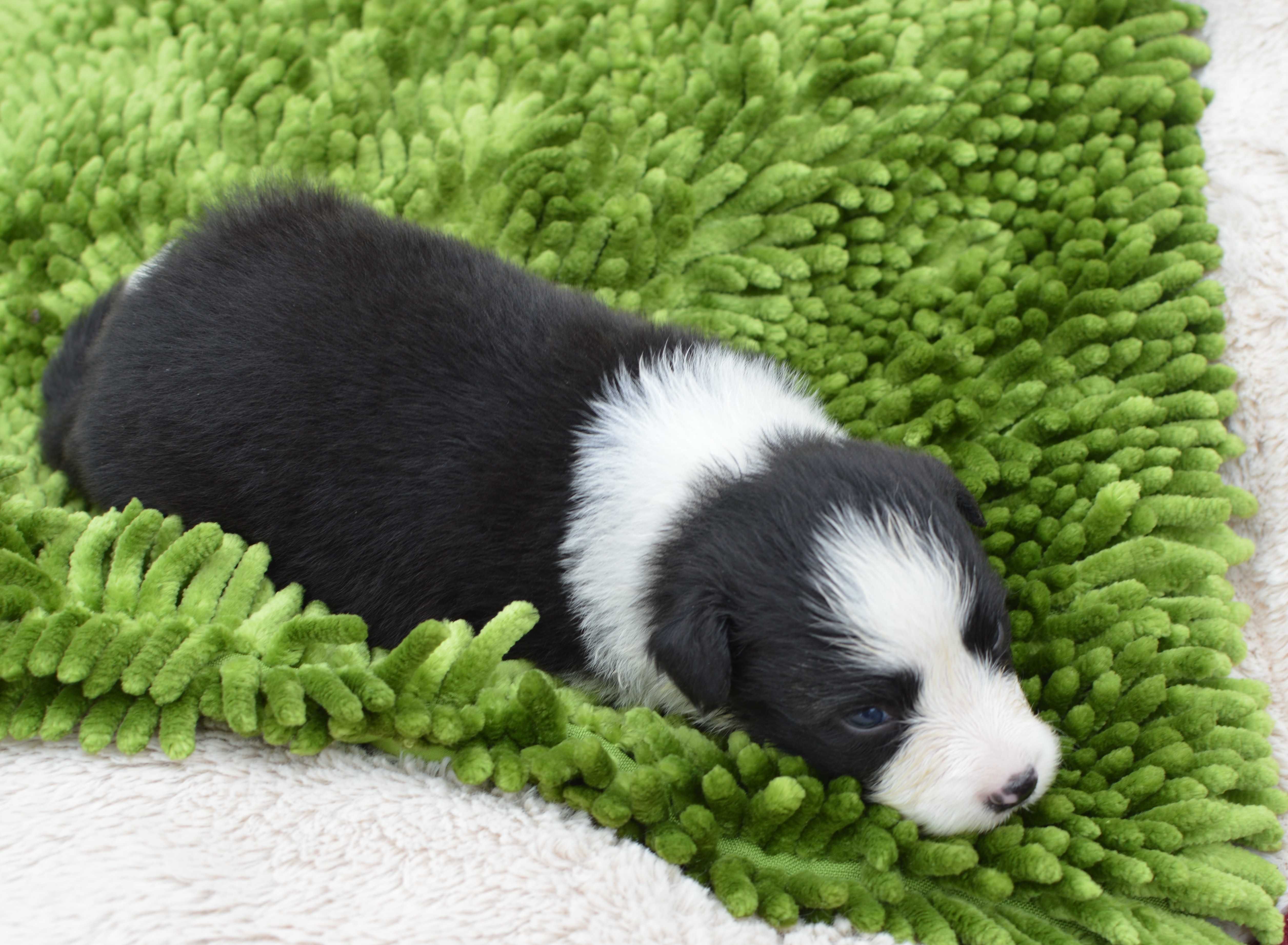 Suczka BORDER COLLIE ZkwP/FCI czarno biała