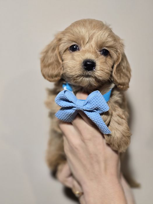 Maltipoo f1 piesek szczeniak metryka chip szczenięta