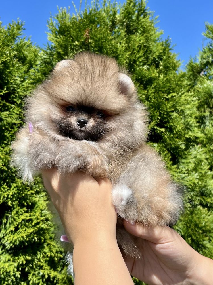 Gotowy do odbioru -Szpic miniaturowy,maleńki pomeranian