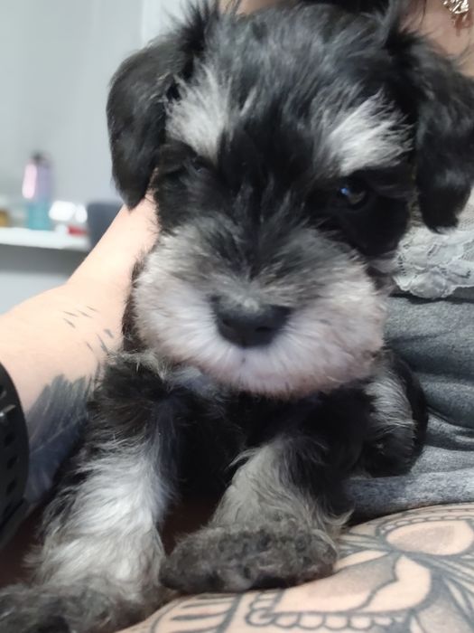 Sznaucer miniaturowy