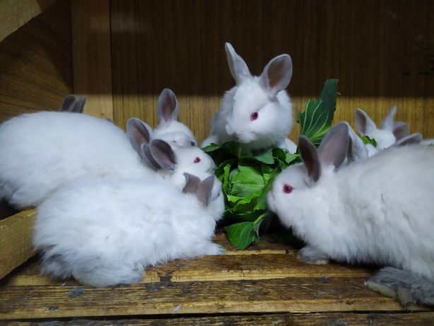 Кролики  ціна договірна