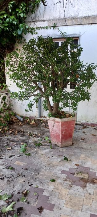 2 vasos-Jade (Crassula Ovata)