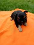 Chihuahua malutka suczka