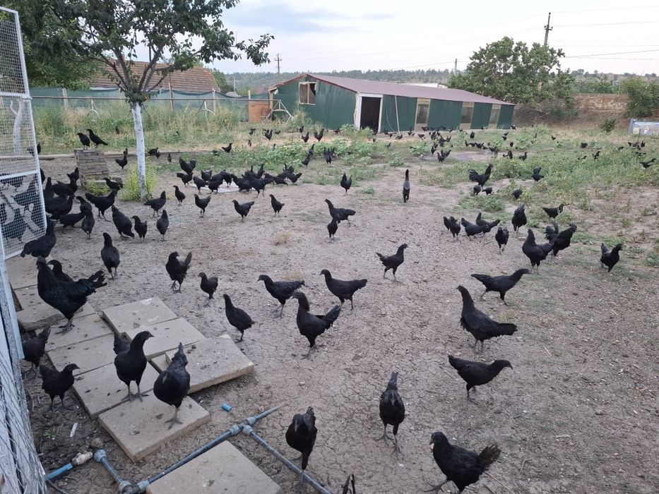 Продам черный кури