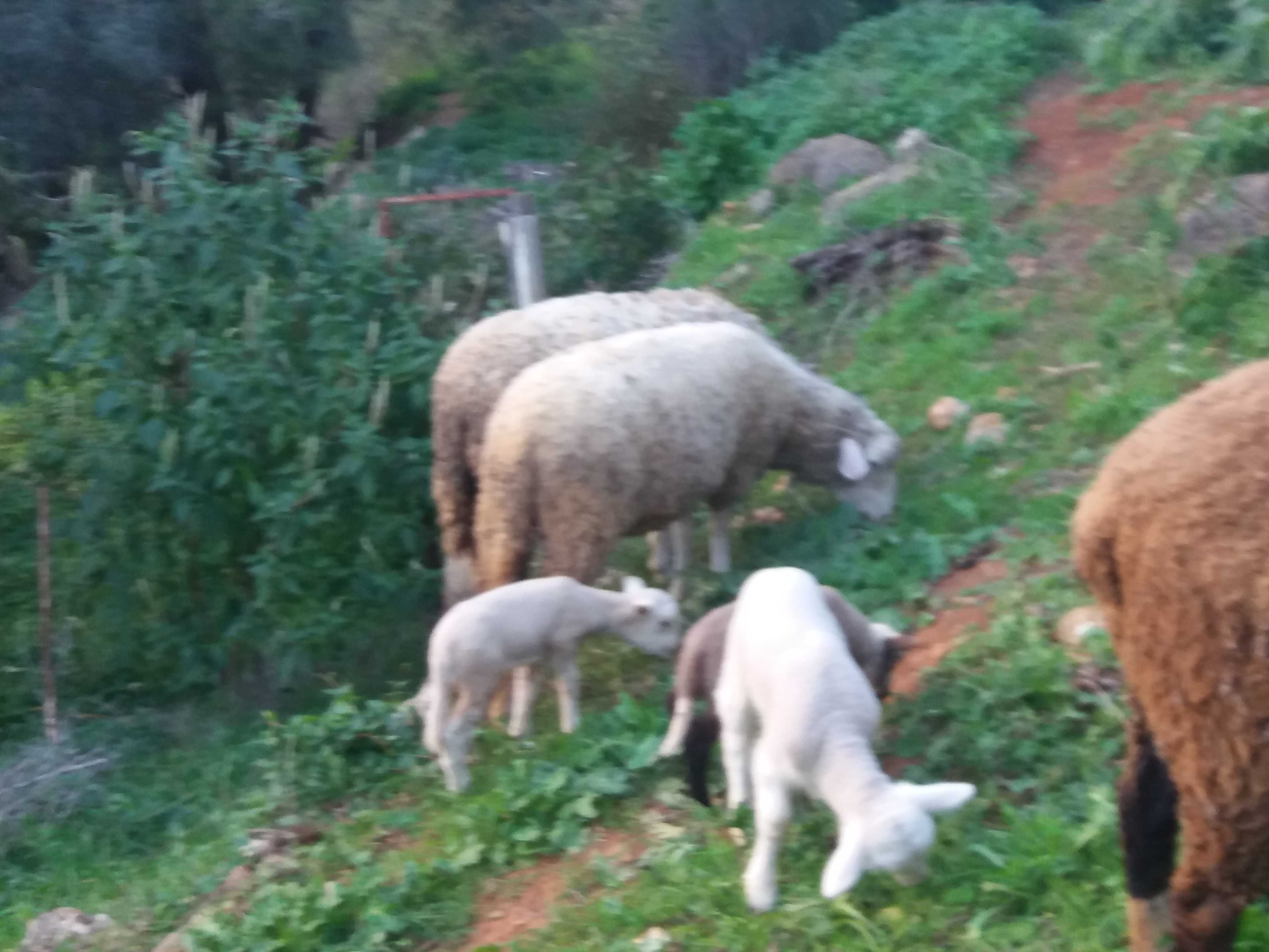 Borregos e Borregas para criação, Patos mudos.