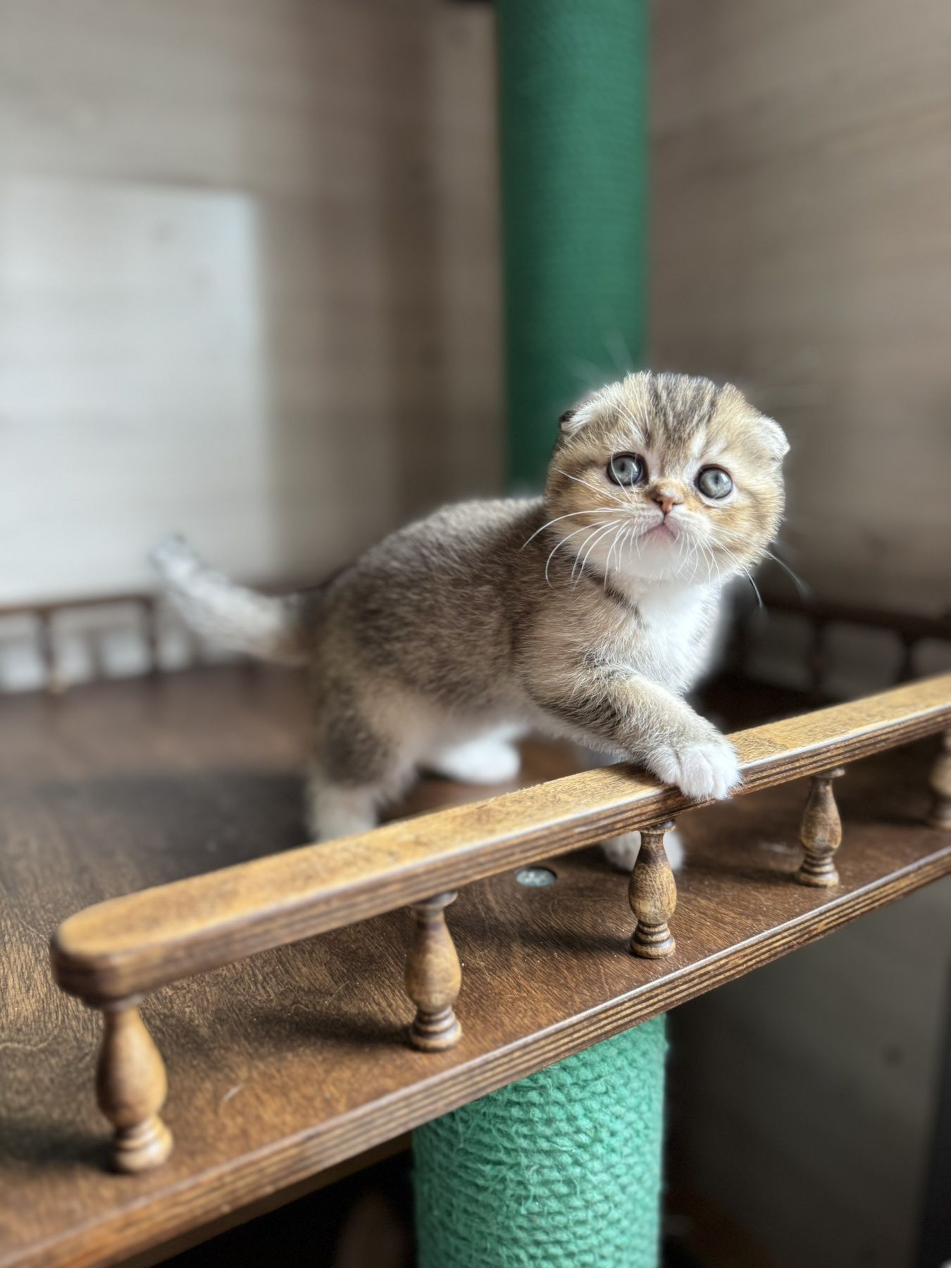 Шотландский мальчик Золотая Биколорная Шиншилла
