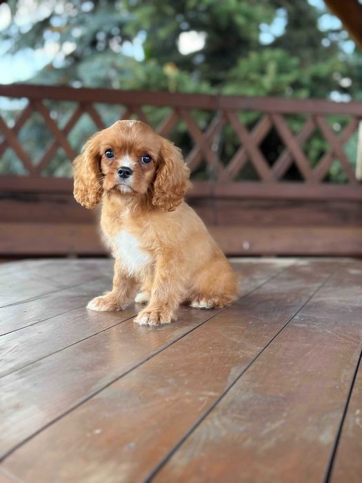 Cavalier king charles spaniel chłopiec