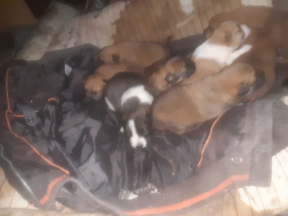 Собака с щенками нуждается в вашей помощи