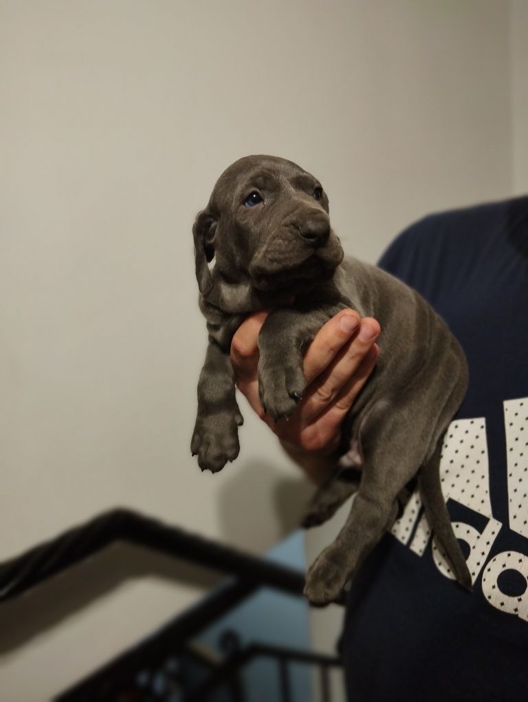 Wyżeł weimarski blue piesek