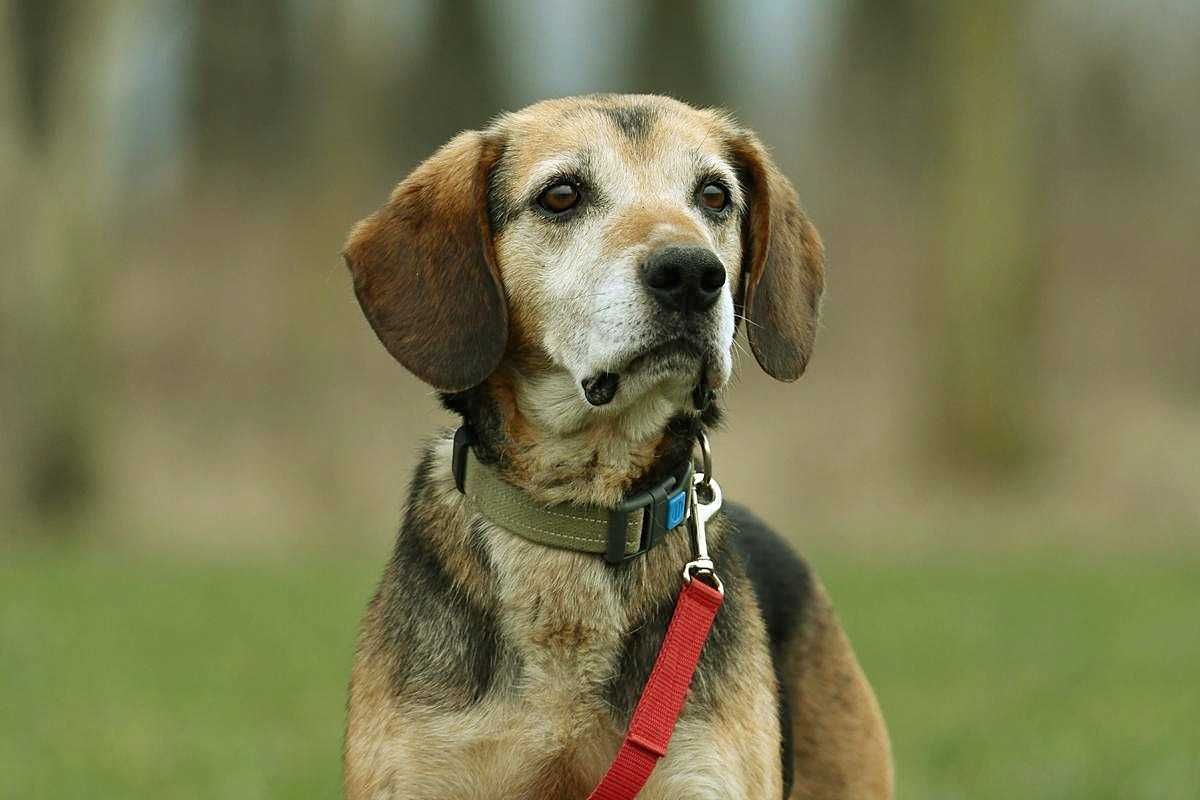 Fibi szuka domu, suczka, w typie rasy Beagle
