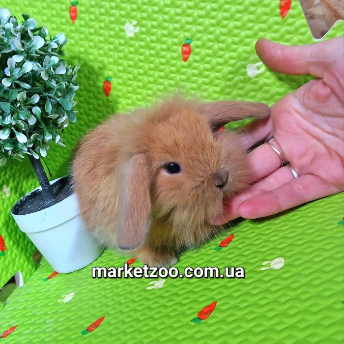 Карликовые мини кролики mini lop тюрингенские вислоухие баранчики