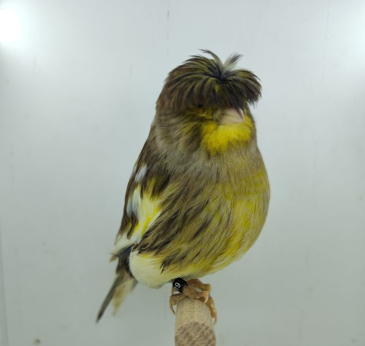 Kanarek kanarki gloster samica