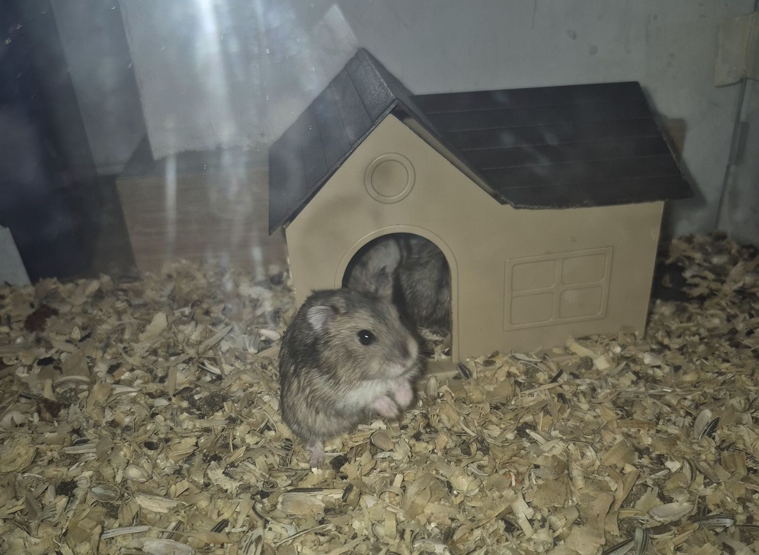 Chomiki dżungarskie