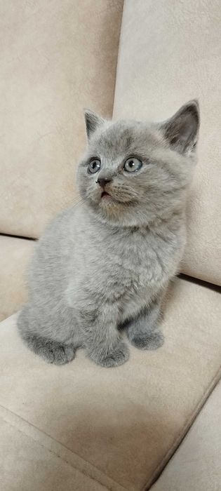 Продам чистокровних кошенят.