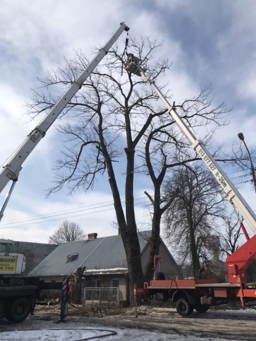 Ścinka drzew / wycinka drzew / wycięcie drzewa / Rębak do gałęzi