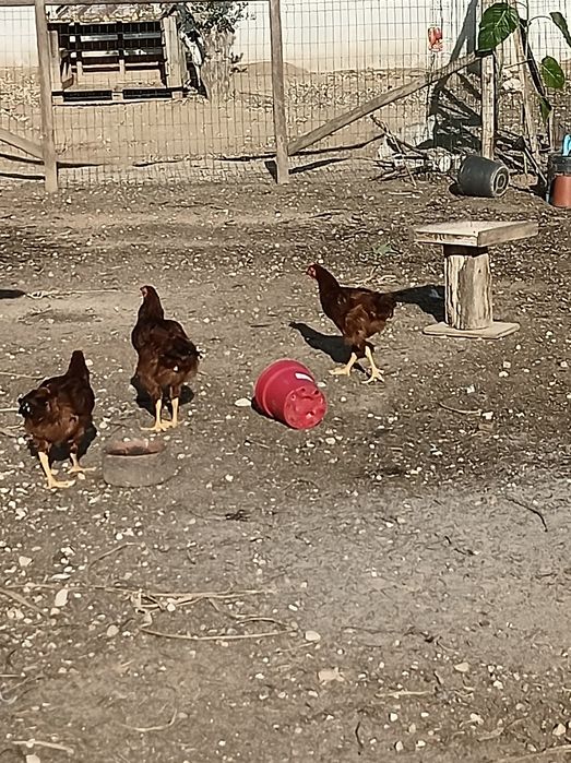 vendo galos rhode island red