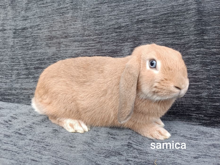 Króliki karzełki baranki miniaturki