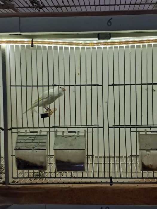 Canários timbrado espanhol