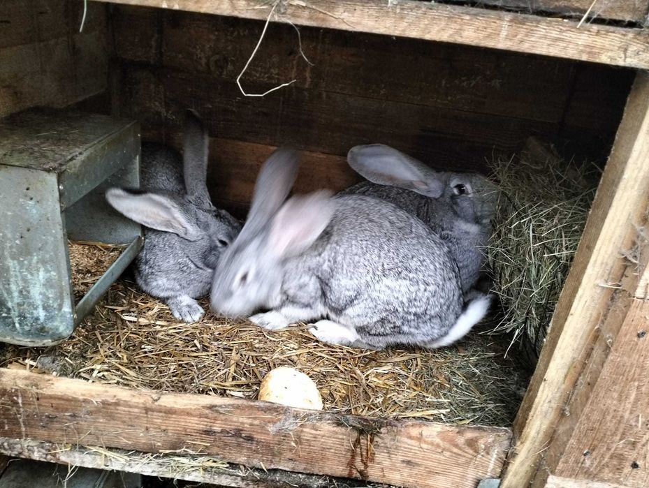 Sprzedam króliki