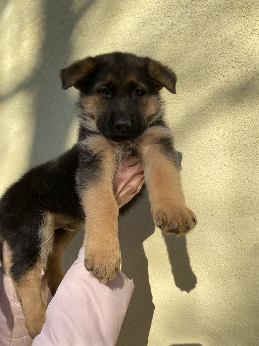 Щенки немецкой овчарки