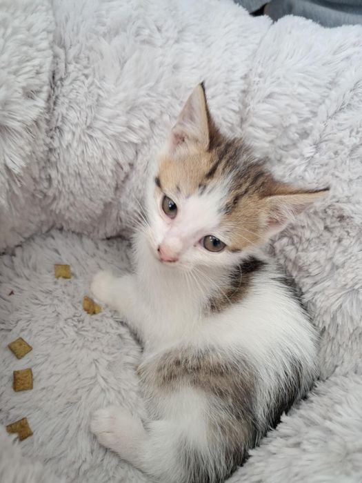 Oddam kota 3 miesiące