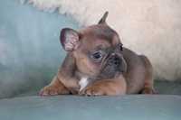 Buldog Francuski French Bulldog Sunia Sable