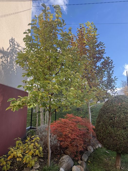 Magnolia duże drzewa yellow river