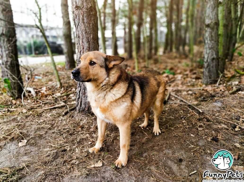 Spokojny, nieco nieśmiały Kasztan szuka kochającego domu