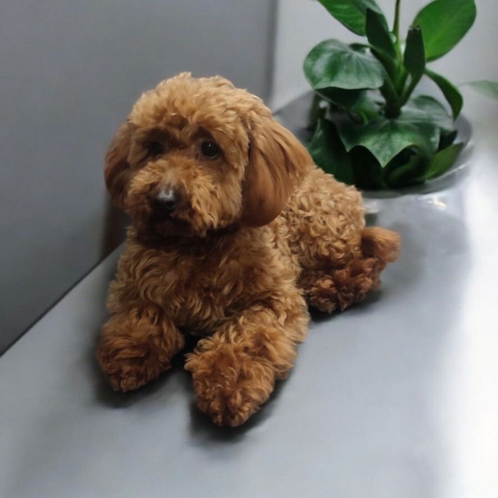 Suczka maltipoo xxs mini