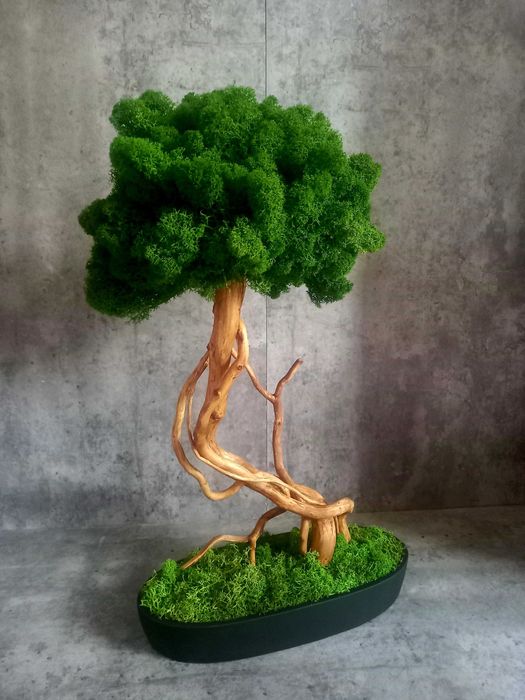 Drzewko bonsai .Mech chrobotek