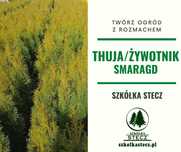 Tuja Smaragd 150 -160 cm