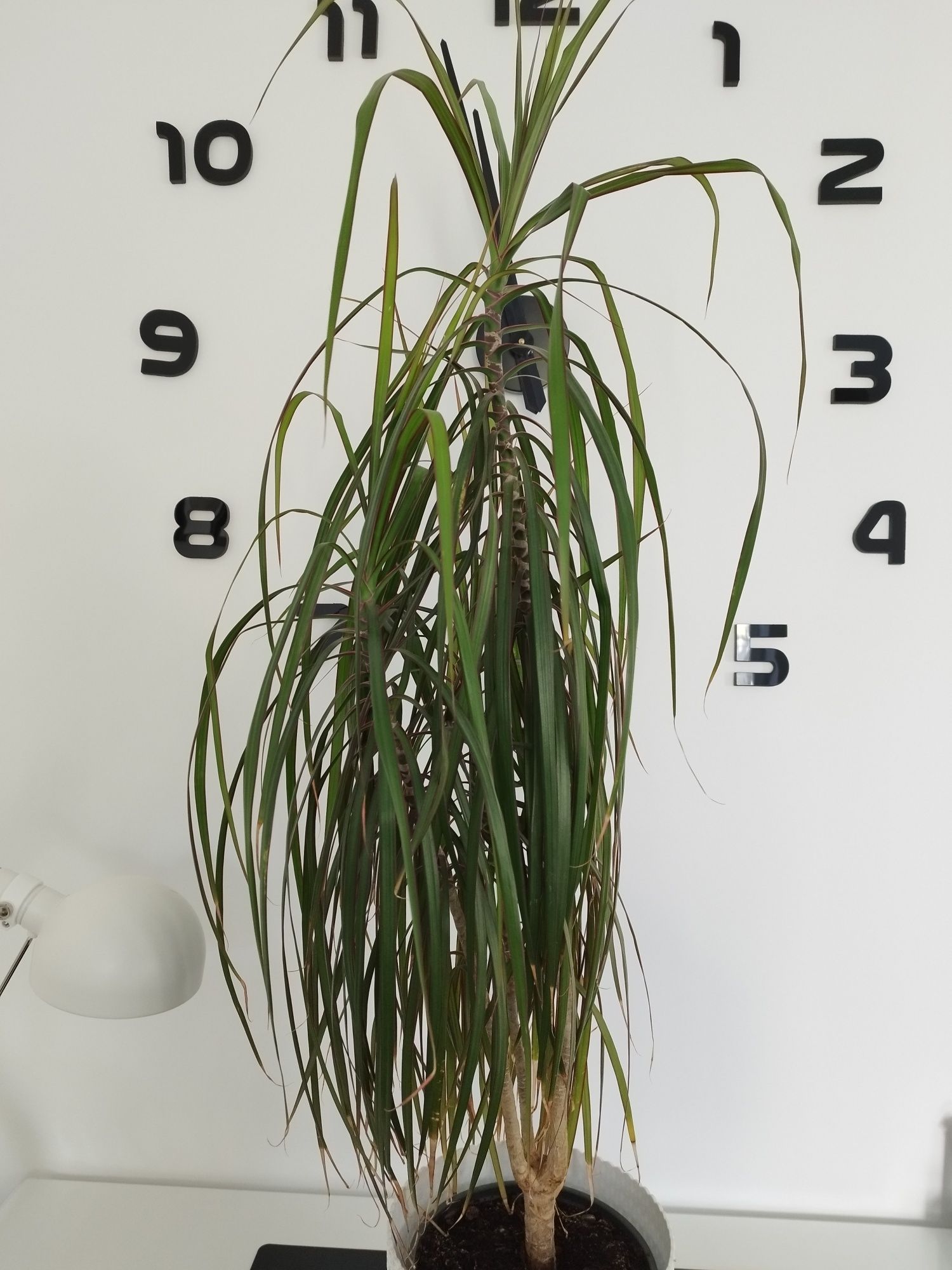 Dracena 3-pędowa
