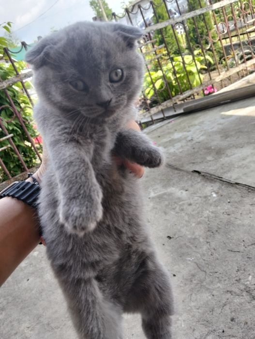 Продаж висловухих котят