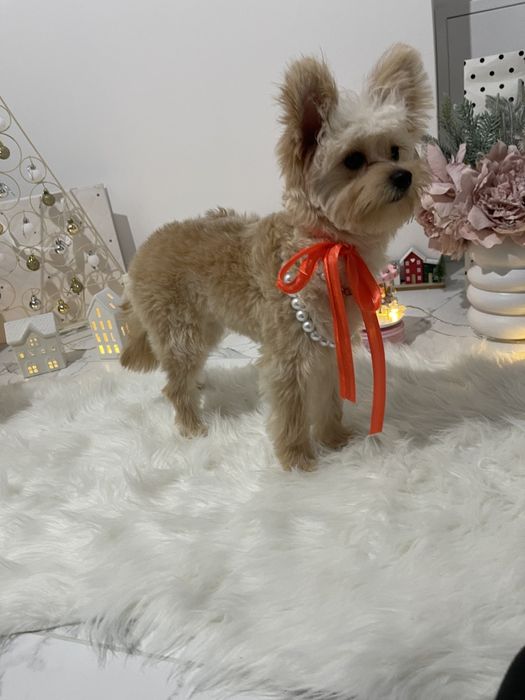 Наймиліші Помапу  експортний рівень якості!