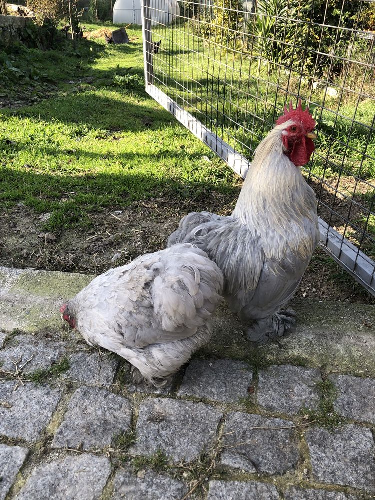 Cochin bantam lavanda