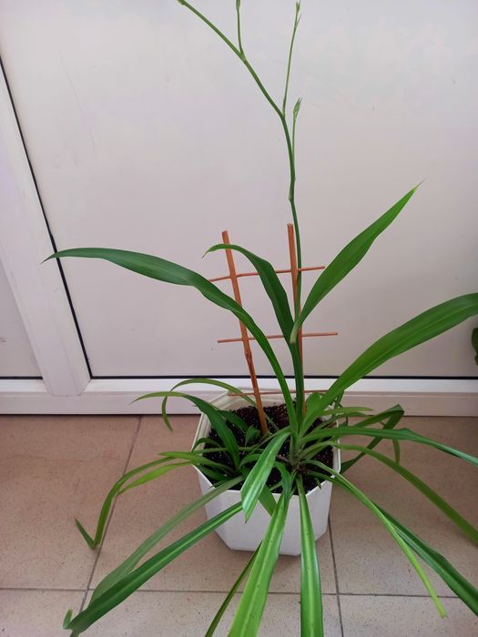 Продам кімнатні квіти.