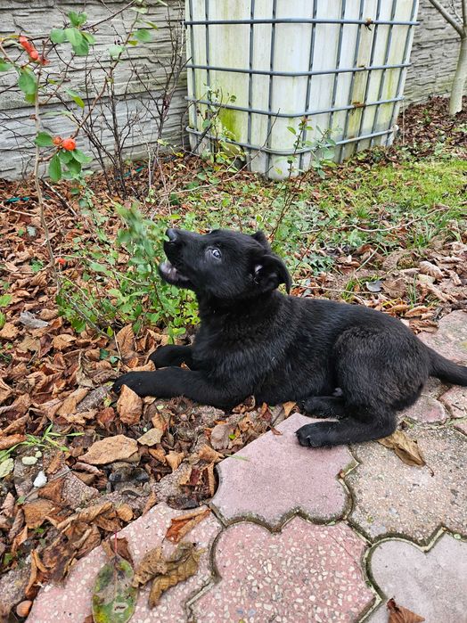 Szczeniak Owczarek Niemiecki czarny krótkowłosy