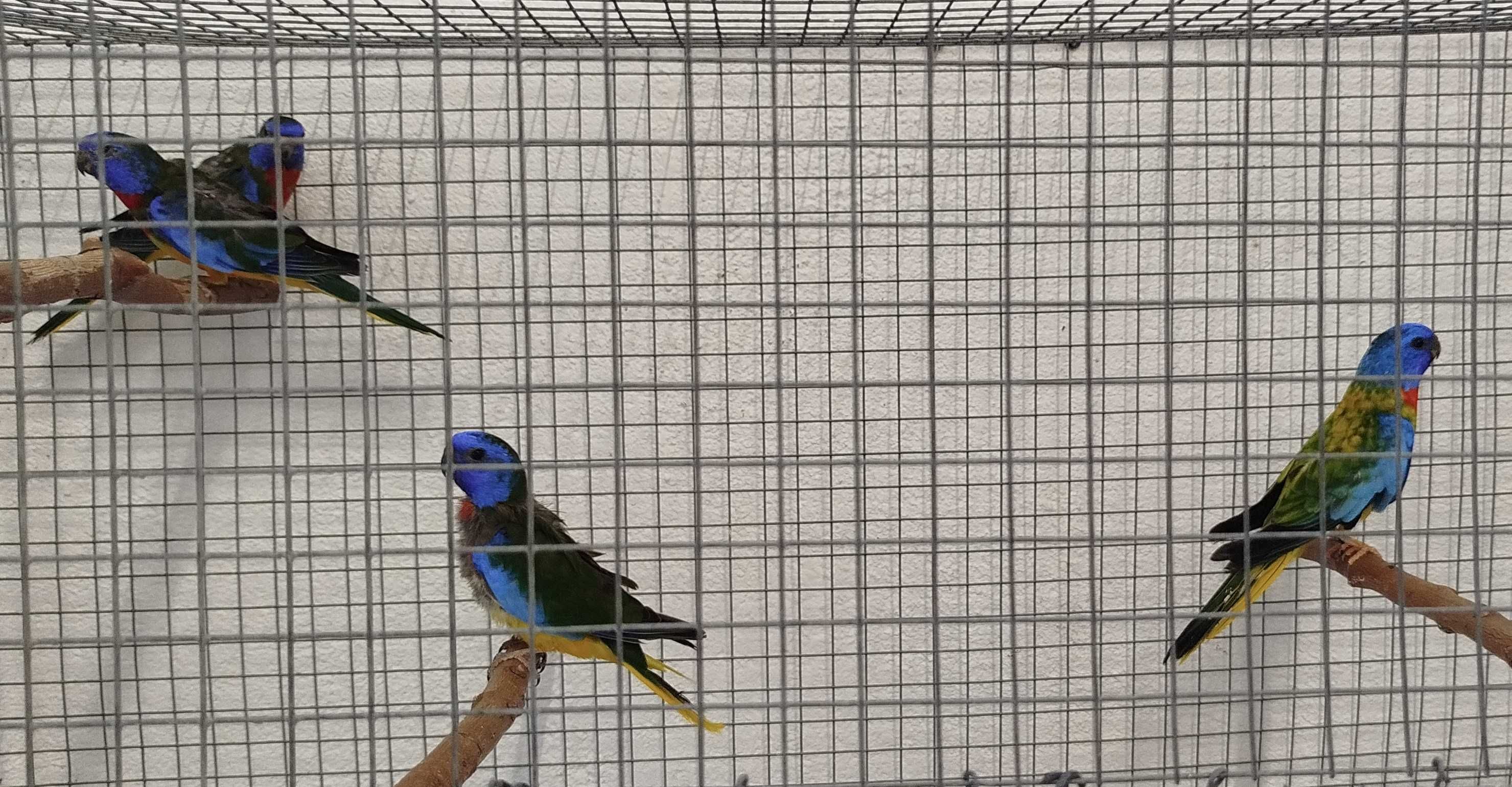 Lote de Aves-Caturras, Roseicollis, Bourkes, Turquoisines, Esplêndidos