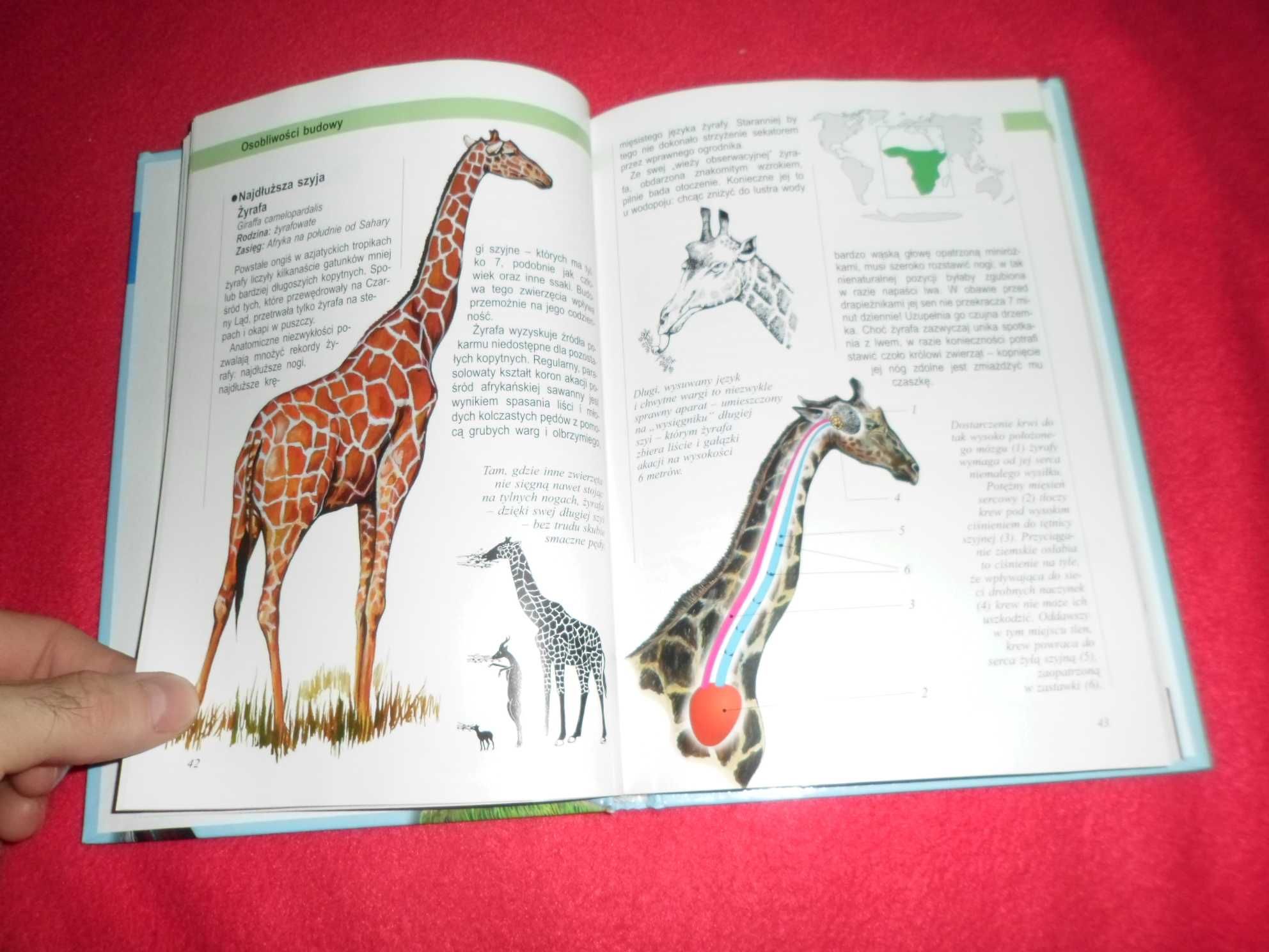 Ilustrowana encyklopedia ssaków [ tekst  Andrzej Trepka , Ilustracja K