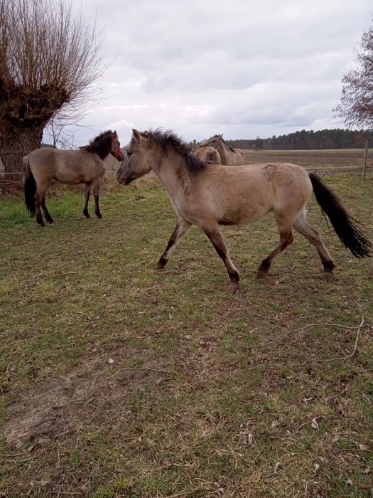 Sprzedam Koniki Polskie