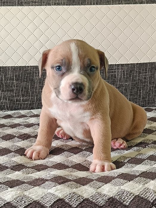 American bully pocket suczka