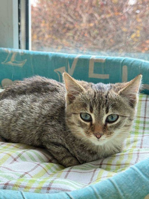 найніжніше та найсміливіше кошеня,киця 2 місяці дуже потішна