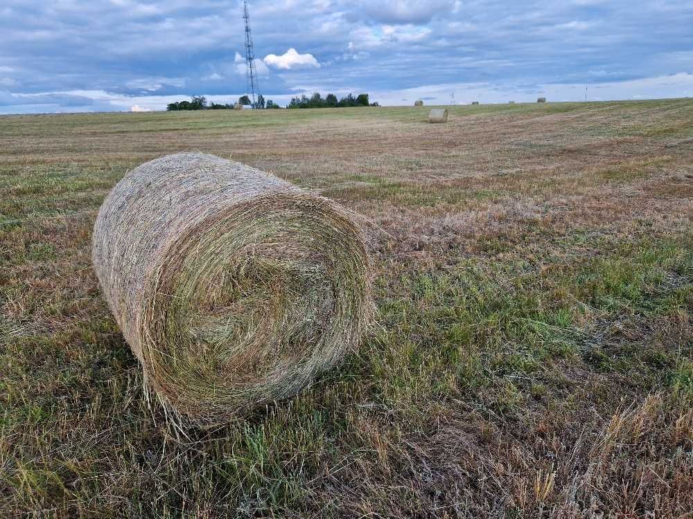 Siano dla Koni i bydła pierwszy pokos 2025